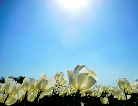 Witte tulpen 