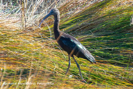 Ibis