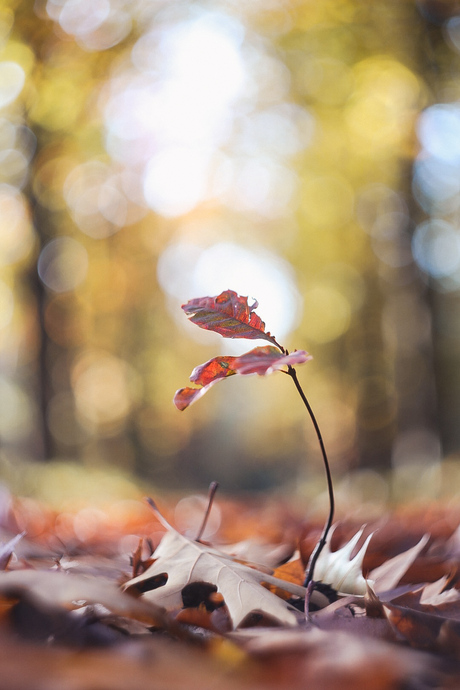 Herfst in Nederland 