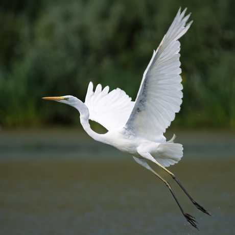 zilverreiger in de vlucht