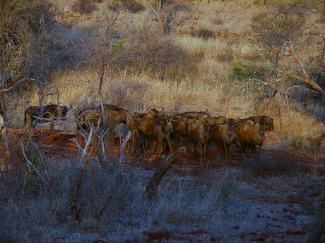 Wildebeesten bij Hannah Lodge