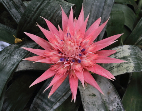 Bromelia