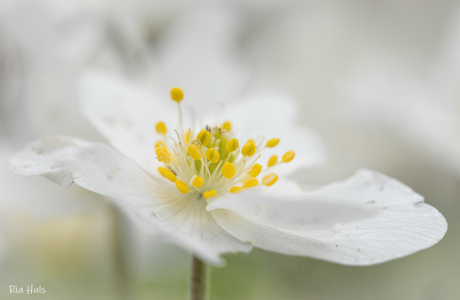 Het blijft een mooi bloemetje