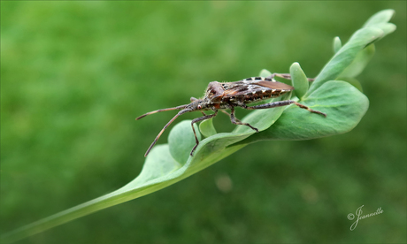 Leptoglossus occidentalis