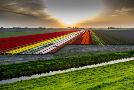 bollenvelden west Friese omringdijk