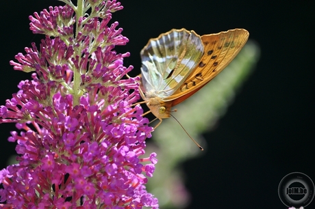 Vlinder in de Provence