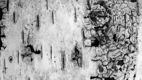 Berkenschors ontwerp 1