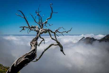 Dead Tree