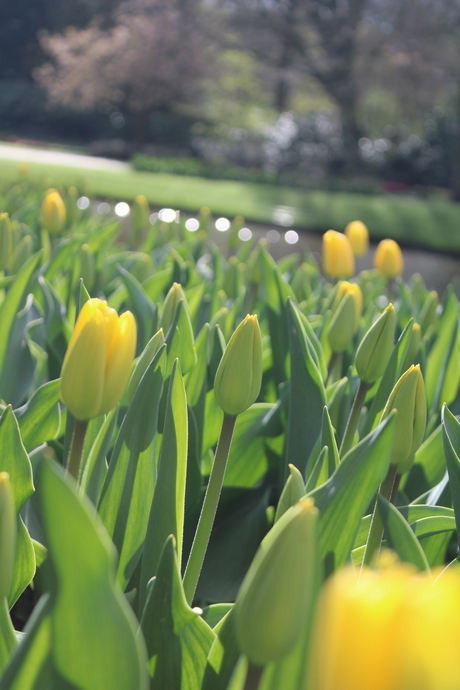 De gele tulp