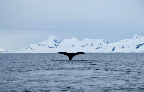 Humpback Whale Antartica near Brabant Island