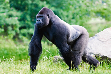 Gorilla