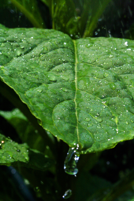 Waterdruppels op blad