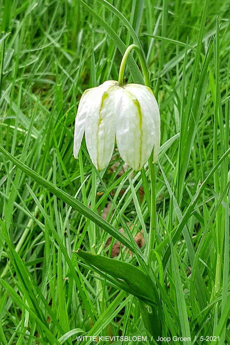 WITTE KIEVITSBLOEM