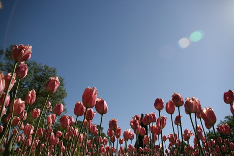 Tulpen in St.Petersbug