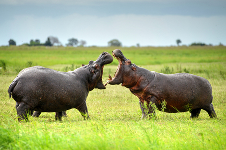 Hippo´s Chobe