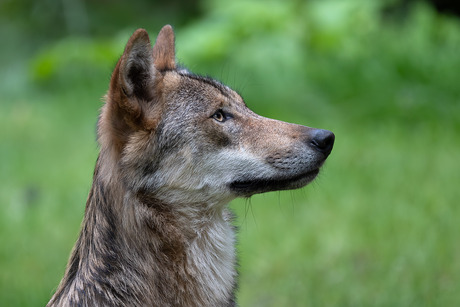 Jonge Wolf