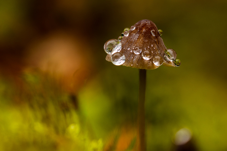 Een hoed vol dauw en stilte