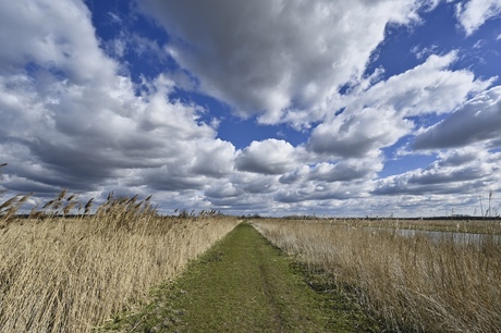 Oostvaardersplassen 