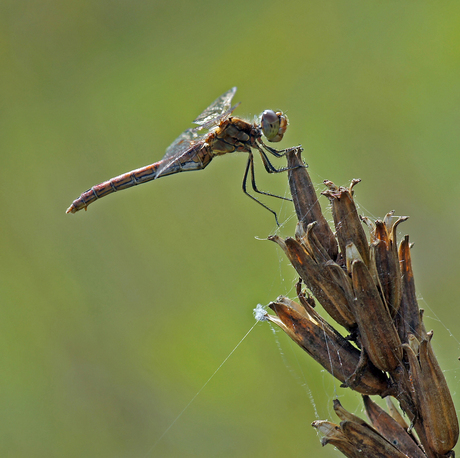 heidelibel