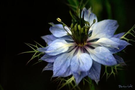 Nigella