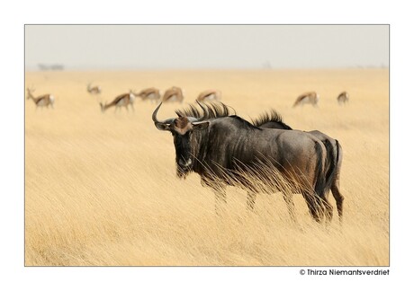 Etosha Game