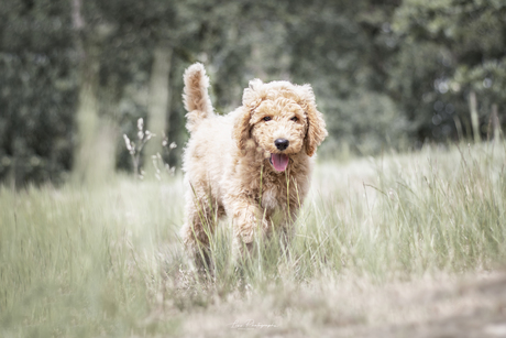 De kleine labradoodle puppy in de bossem