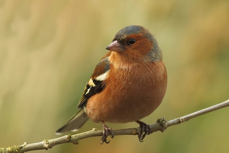 Vink