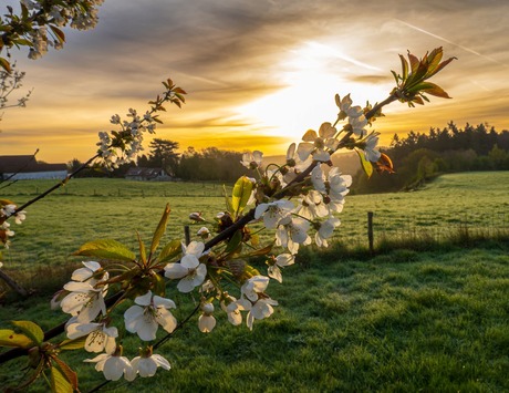 Zonsopgang nabij Hallerbos