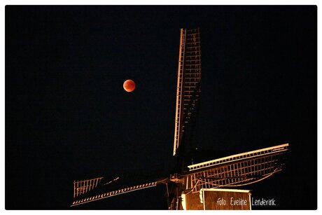 Bloedmaan bij Wissink,s Moll in Usselo