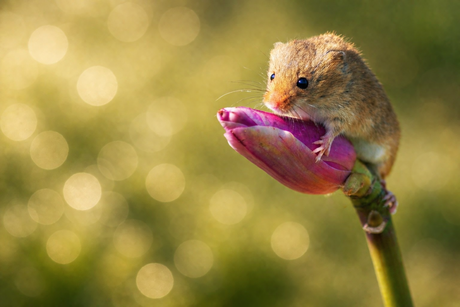 Dwergmuis op bloemknop