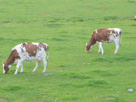 Just two cows by Elle Hart