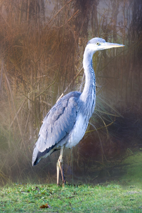 Reiger