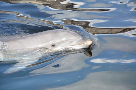 dofinarium harderwijk