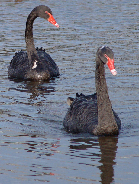 Zwarte Zwanen