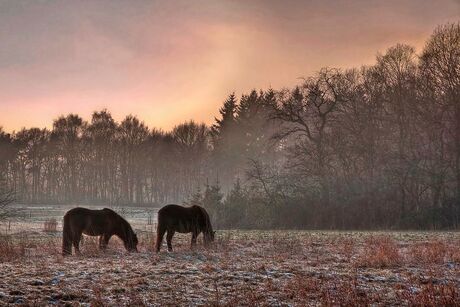 paarden in de avond