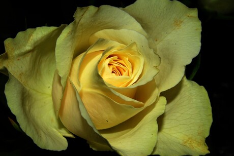 yellow rose of Baarn