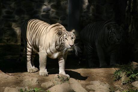 Tijger geschaduwd