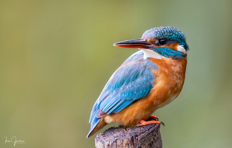 Miss kingfisher