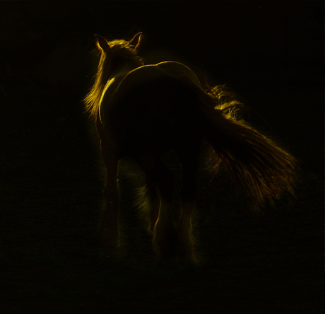 Paardenhaar in tegenlicht