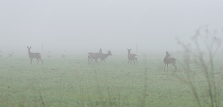 In de mist