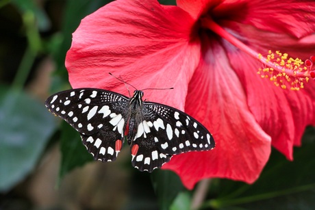 Vlinder op hibiscus