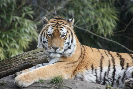 tijger dierenrijk 2018