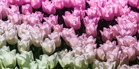 Tulipe Rosé