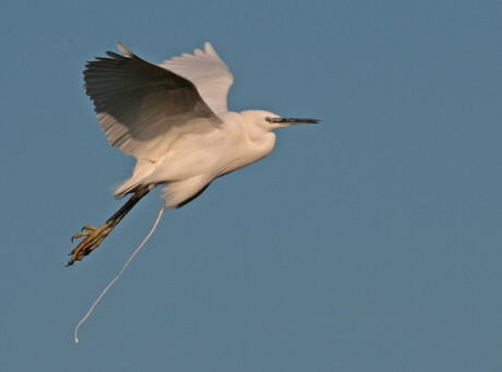 Kleine Zilverreiger