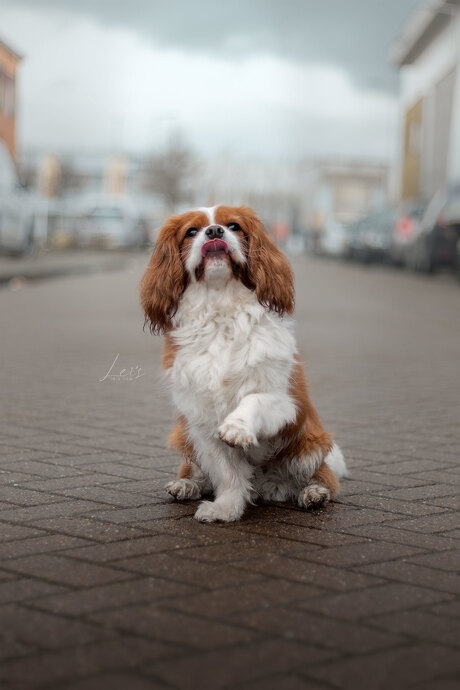 waving my paw