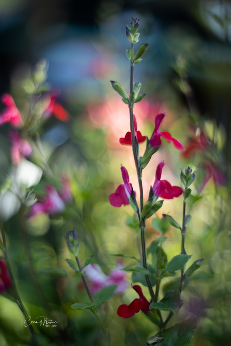 Joyful colors