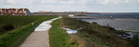 Vrij als een vogel!