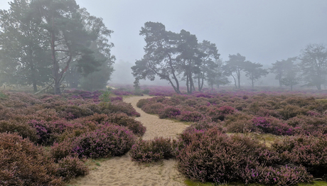 Veluwezoom bij mist