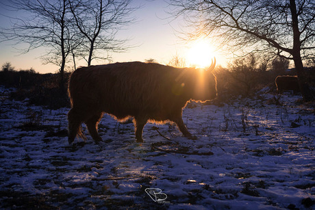 Schotse Hooglander in de winterzon