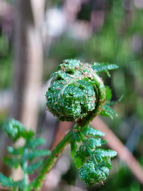 Onstaan van een varenblad 